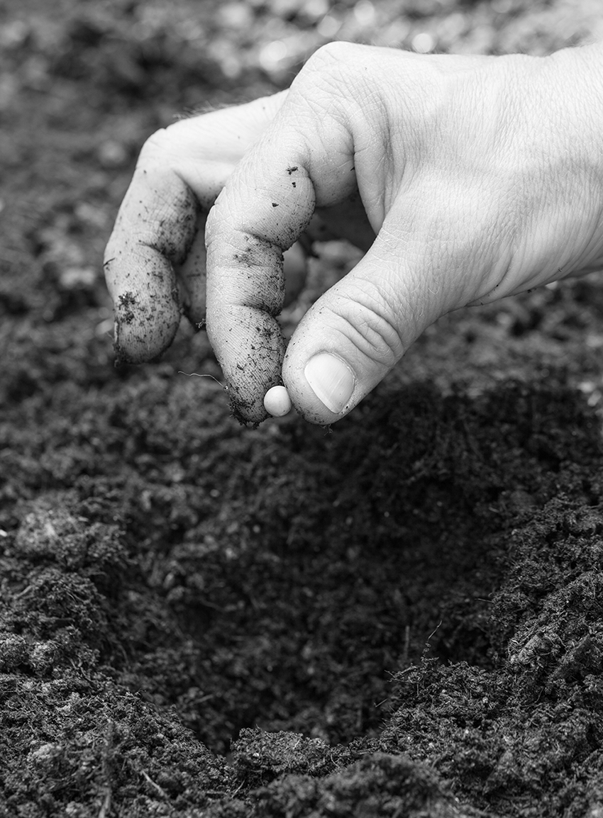 home-seed